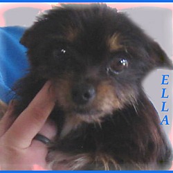 Thumbnail photo of Ella- Real Charmer! #2