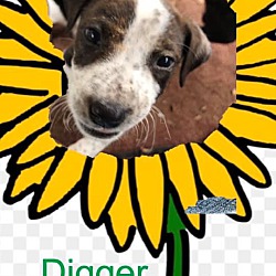 Thumbnail photo of Digger #2