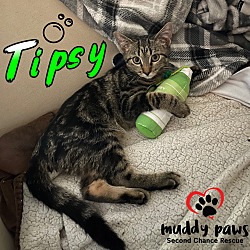 Thumbnail photo of Tipsy #1