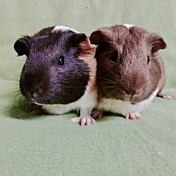 Photo of Daisy & Clover