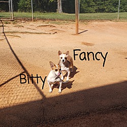 Thumbnail photo of Bitty #3