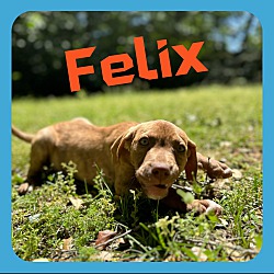 Thumbnail photo of Felix #4