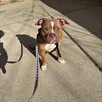 adopt a pet