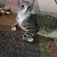 adopt a pet