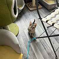 adopt a pet