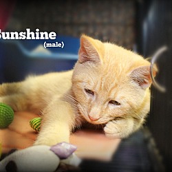 Thumbnail photo of Mr. Sunshine #2