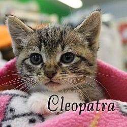 Thumbnail photo of Cleopatra #2