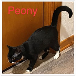 Thumbnail photo of Peony #3