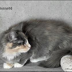 Thumbnail photo of Croissant - Barn Cat #3