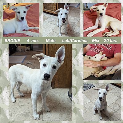 Mesa AZ Labrador Retriever Carolina Dog. Meet BRODIE a Pet for