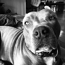 Photo of VelvetBlue #sweet dogsocial