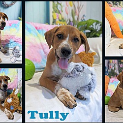 Thumbnail photo of Tully #4