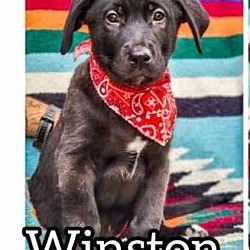 Thumbnail photo of 5B Puppy Winston #3