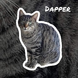 Thumbnail photo of Dapper #3