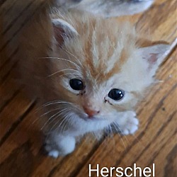 Photo of Herschel