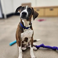 adopt a pet