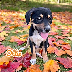 Thumbnail photo of Ollie #1