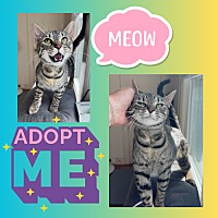 adopt a pet