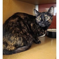 adopt-pet