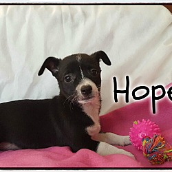 Thumbnail photo of Hope #3
