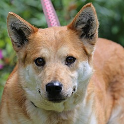 Thumbnail photo of Lucy Ann~ADOPTED! #2