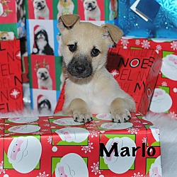 Thumbnail photo of Marlo #2
