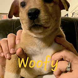 Photo of Baby Woofy