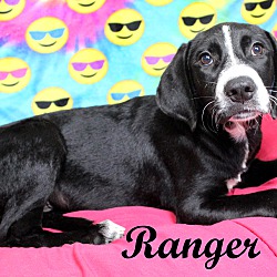 Thumbnail photo of Ranger~adopted! #2