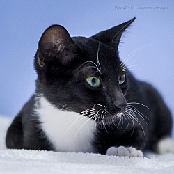 Thumbnail photo of Bartholo-meow #1