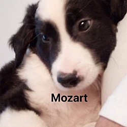 Photo of Mozart