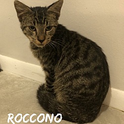 Photo of Roccono