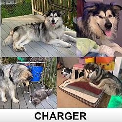 Thumbnail photo of Charger #4