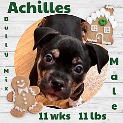 Thumbnail photo of Achilles #3
