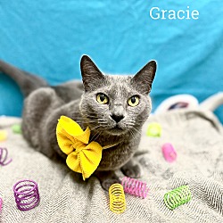 Thumbnail photo of Gracie #1