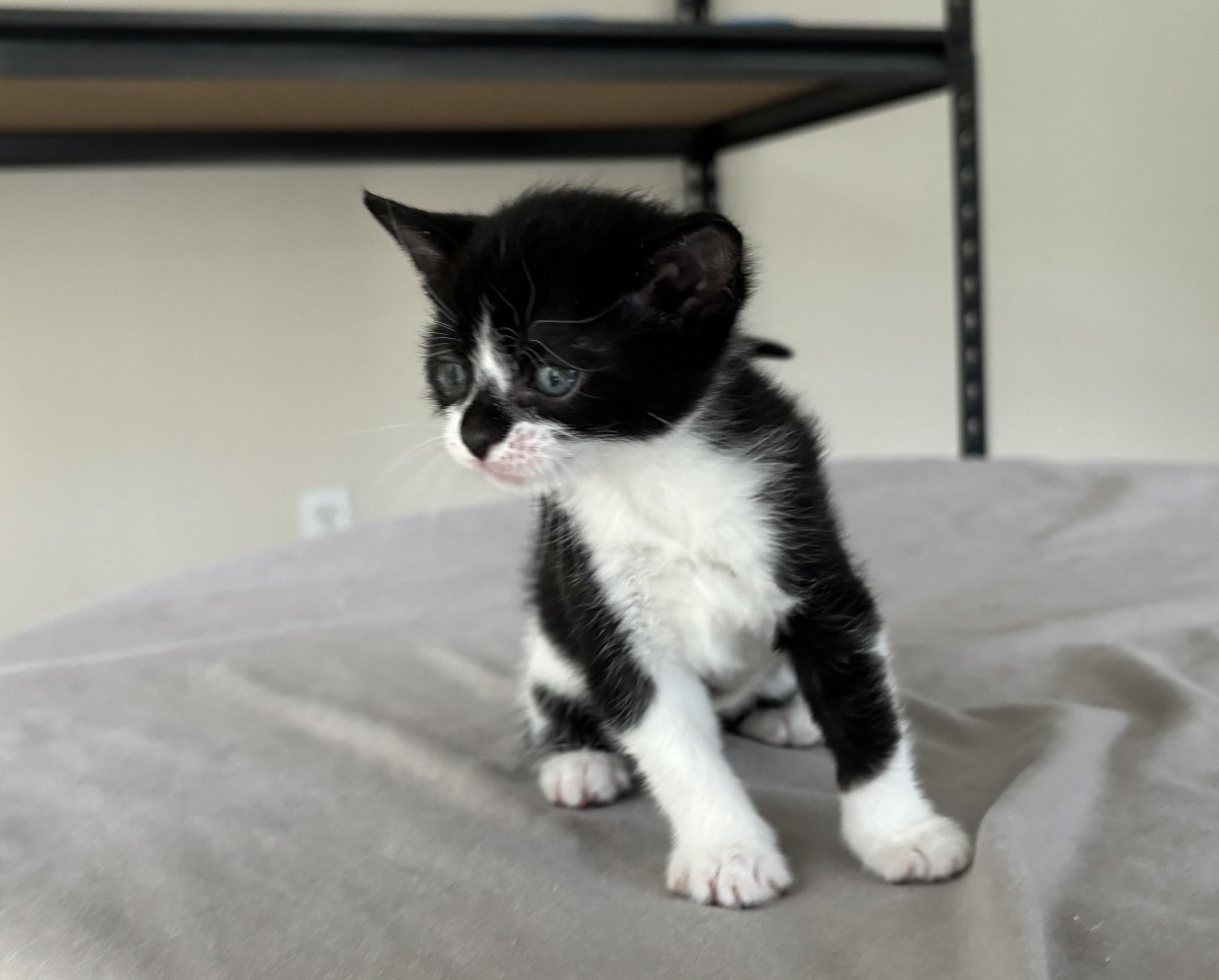 Adopt Friendly Kitten A Black & White Or Tuxedo Devon Rex / Mixed ...