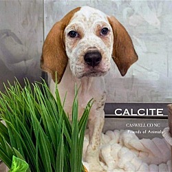 Photo of Calcite NEEDS FOSTER