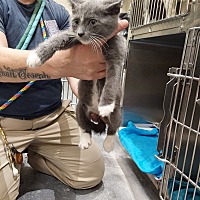 adopt a pet