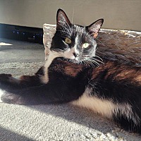 adopt a pet