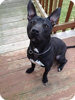 patterdale terrier pit mix