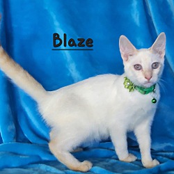 Thumbnail photo of Blaze #3