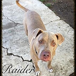 Thumbnail photo of Raider #1