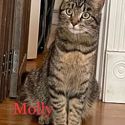 Photo of Molly - Yorba Linda