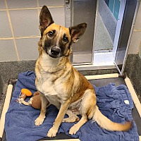 adopt a pet