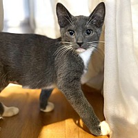 adopt a pet