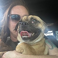 adopt-pet