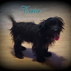 Thumbnail photo of Toto #3
