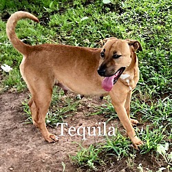 Thumbnail photo of Tequila #2