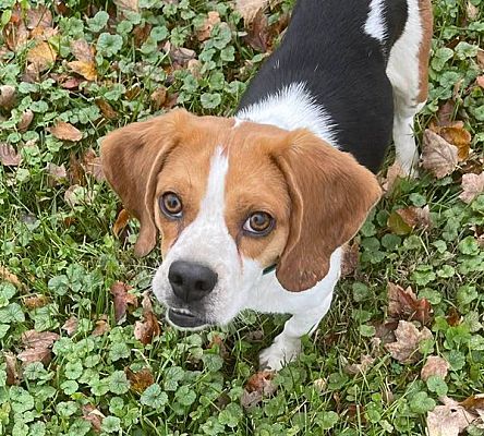 Indianapolis, IN - Beagle. Meet Gilligan a Pet for Adoption - AdoptaPet.com