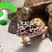 Photo of Yoshi