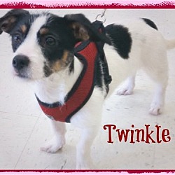 Photo of Twinkle